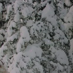 Northlight Fiber Optic Lighted Santa In His Sleigh Canvas Wall Art 9 Northlight Fiber Optic Lighted Santa In His Sleigh Canvas Wall Art -Michaels X-Mas Decor D361840S 3