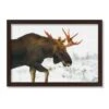 Moose In The Snow Black Framed Print Under Plexiglass